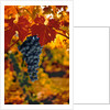 Cabernet Sauvignon Grapes by Anonymous