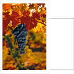 Cabernet Sauvignon Grapes by Anonymous