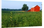 Red Barn in Green Field by Anonymous
