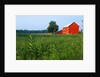 Red Barn in Green Field by Anonymous