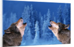 Pair of Howling Gray Wolves by Anonymous