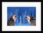 Pair of Howling Gray Wolves by Anonymous