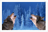 Pair of Howling Gray Wolves by Anonymous