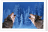 Pair of Howling Gray Wolves by Anonymous