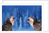 Pair of Howling Gray Wolves by Anonymous