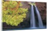 Havasu Falls by Anonymous