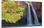 Havasu Falls by Anonymous