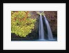 Havasu Falls by Anonymous