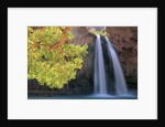 Havasu Falls by Anonymous