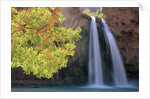 Havasu Falls by Anonymous
