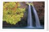 Havasu Falls by Anonymous