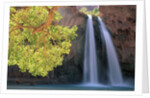Havasu Falls by Anonymous