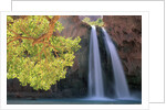 Havasu Falls by Anonymous