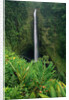 Akaka Falls by Anonymous