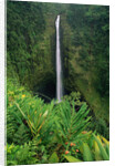 Akaka Falls by Anonymous