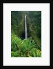 Akaka Falls by Anonymous
