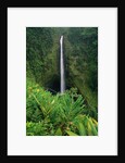 Akaka Falls by Anonymous