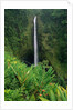 Akaka Falls by Anonymous