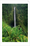 Akaka Falls by Anonymous