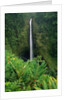 Akaka Falls by Anonymous