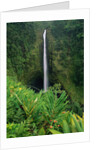 Akaka Falls by Anonymous