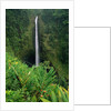 Akaka Falls by Anonymous