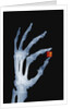 Skeletal Hand Holding Computer Chip by Anonymous