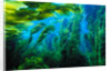 Giant Kelp by Anonymous