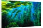 Giant Kelp by Anonymous