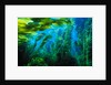 Giant Kelp by Anonymous
