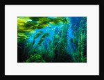 Giant Kelp by Anonymous