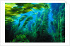 Giant Kelp by Anonymous