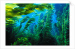 Giant Kelp by Anonymous