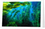 Giant Kelp by Anonymous