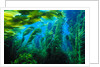 Giant Kelp by Anonymous