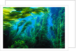 Giant Kelp by Anonymous
