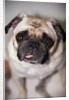 Pug Dog by Anonymous