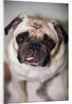 Pug Dog by Anonymous