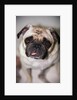 Pug Dog by Anonymous