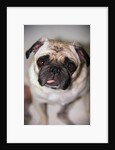 Pug Dog by Anonymous
