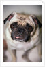 Pug Dog by Anonymous
