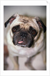 Pug Dog by Anonymous