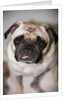 Pug Dog by Anonymous