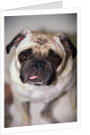 Pug Dog by Anonymous