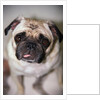 Pug Dog by Anonymous