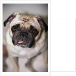 Pug Dog by Anonymous
