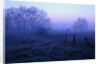 Meadow in the Morning Mist by Anonymous