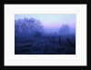 Meadow in the Morning Mist by Anonymous