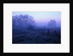 Meadow in the Morning Mist by Anonymous