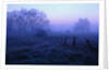 Meadow in the Morning Mist by Anonymous